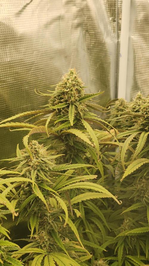 HAZE DRIP!!!. Week 23 - 12.29