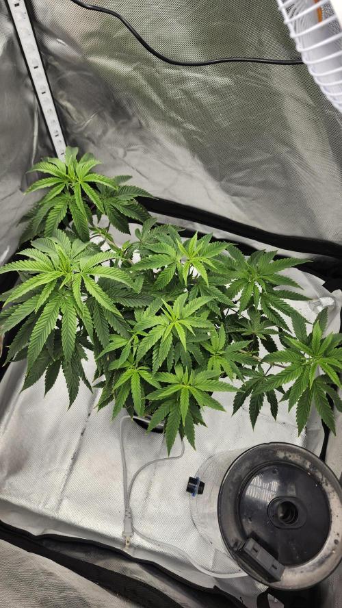 Grapeppy Grape!!. Week 12 - 12/30