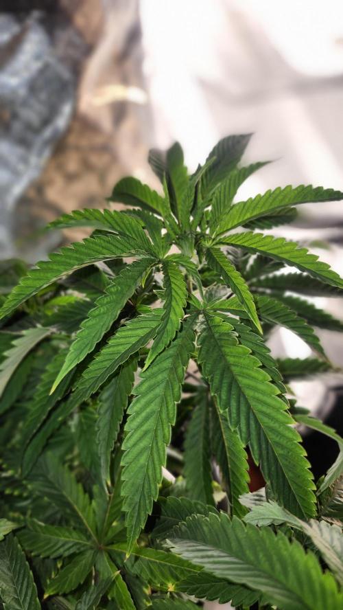 Grapeppy Grape!!. Week 12 - 12/30