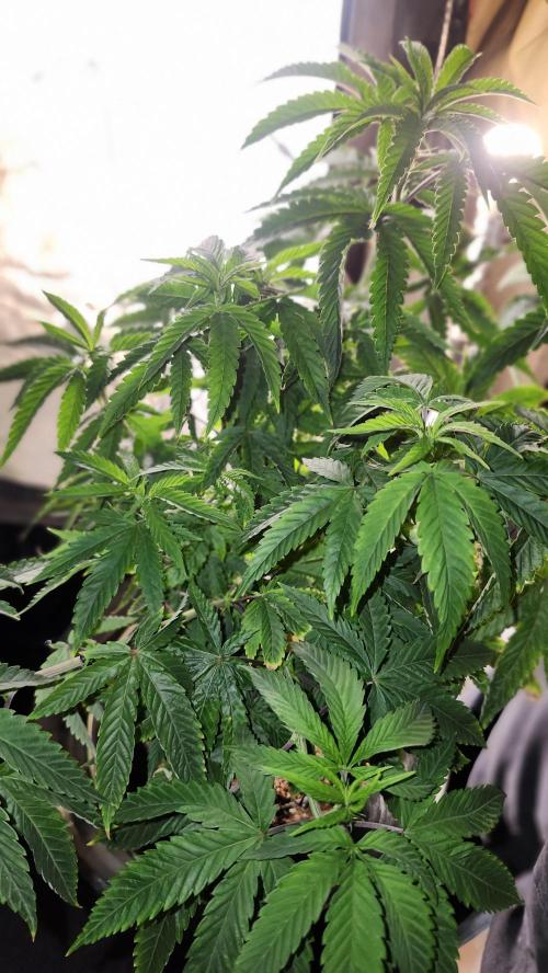 Grapeppy Grape!!. Week 12 - 12/30