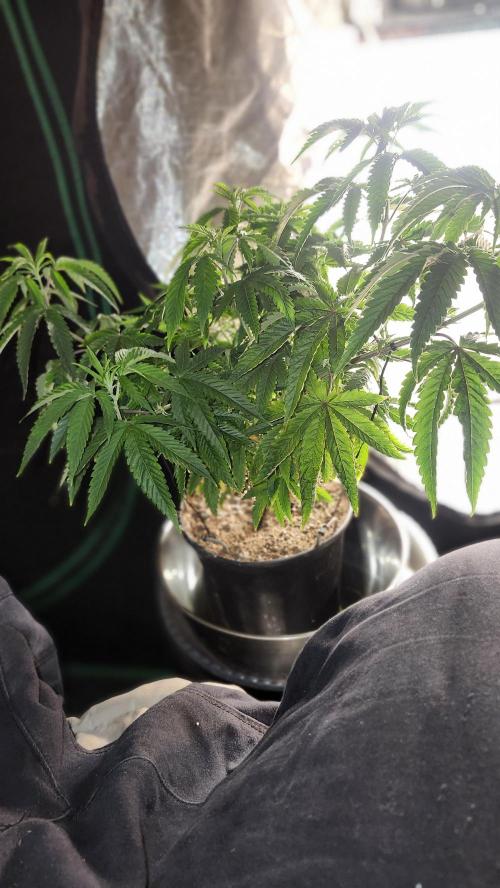 Grapeppy Grape!!. Week 12 - 12/30