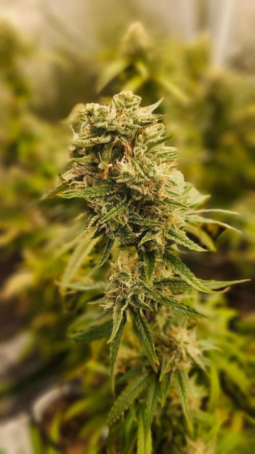 HAZE DRIP!!!. Week 24 - 12/30