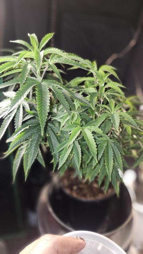 Grapeppy Grape!!. Week 13 - 12/30 