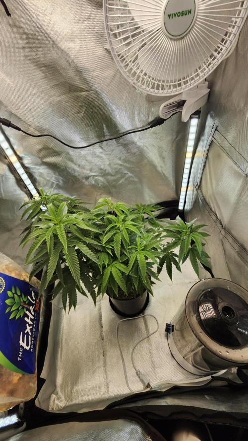 Grapeppy Grape!!. Week 13 - 12/30 