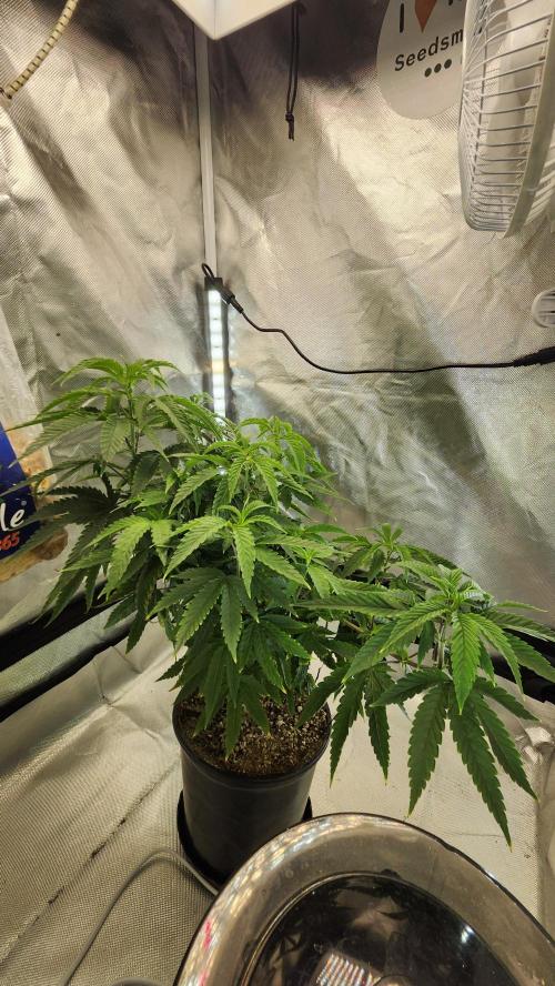 Grapeppy Grape!!. Week 13 - 12/30 