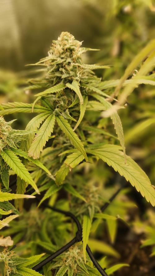 HAZE DRIP!!!. Week 24 - 12/30