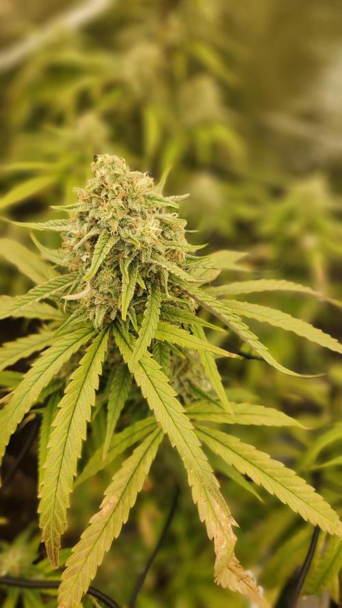 HAZE DRIP!!!. Week 24 - 12/30