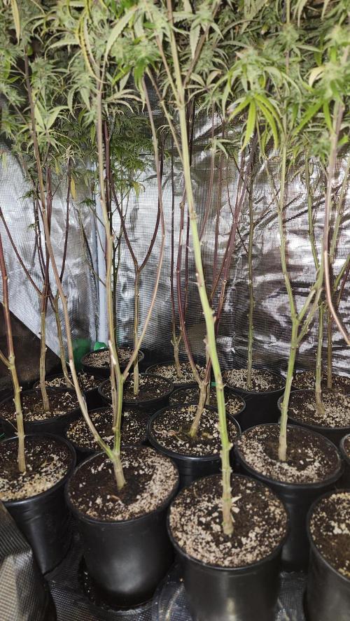 HAZE DRIP!!!. Week 24 - 12/30