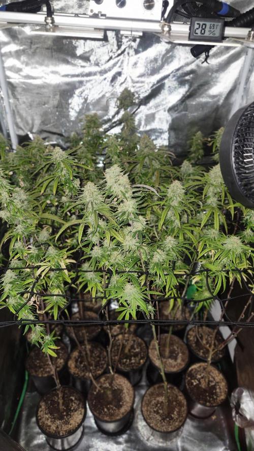 HAZE DRIP!!!. Week 24 - 01/01