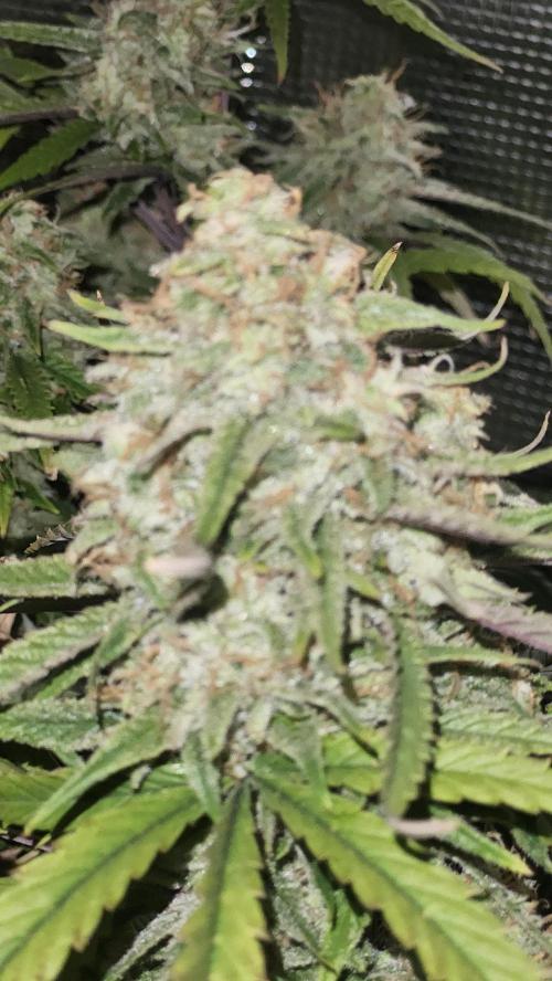 HAZE DRIP!!!. Week 24 - 01/01