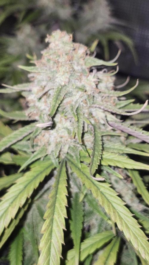 HAZE DRIP!!!. Week 24 - 01/01