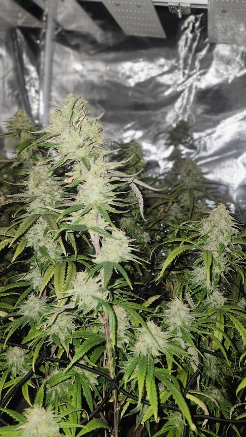 HAZE DRIP!!!. Week 24 - 01/01