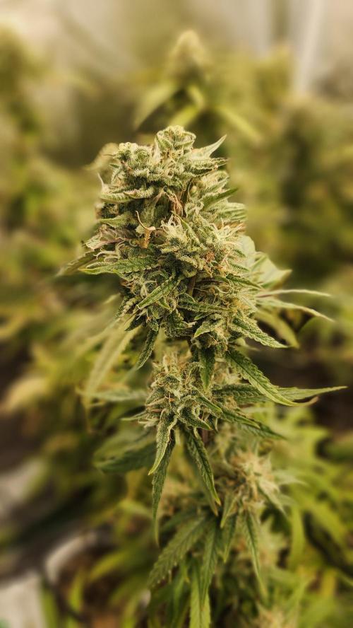 HAZE DRIP!!!. Week 24 - 01/01