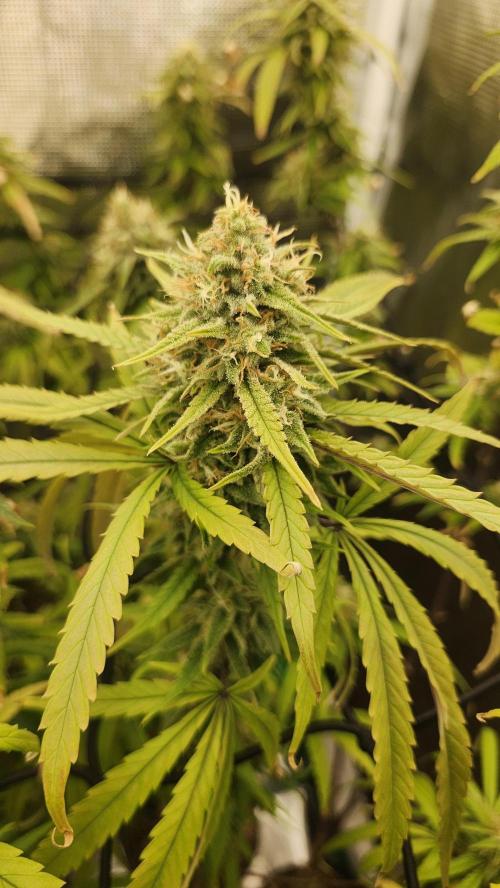 HAZE DRIP!!!. Week 24 - 01/01