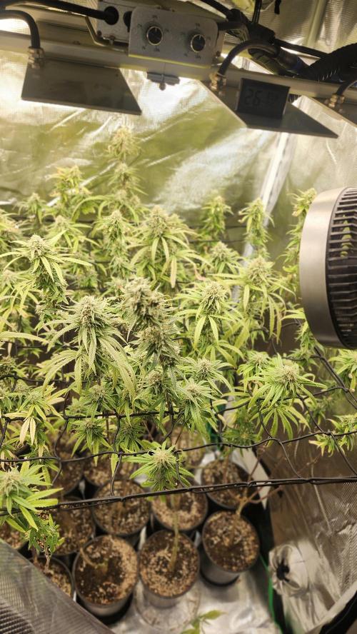 HAZE DRIP!!!. Week 24 - 01/01