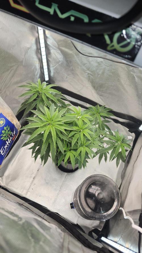 Grapeppy Grape!!. Week 13 - 01/01