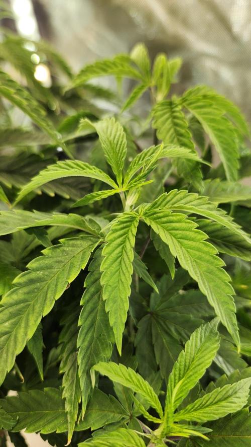 Grapeppy Grape!!. Week 13 - 01/01