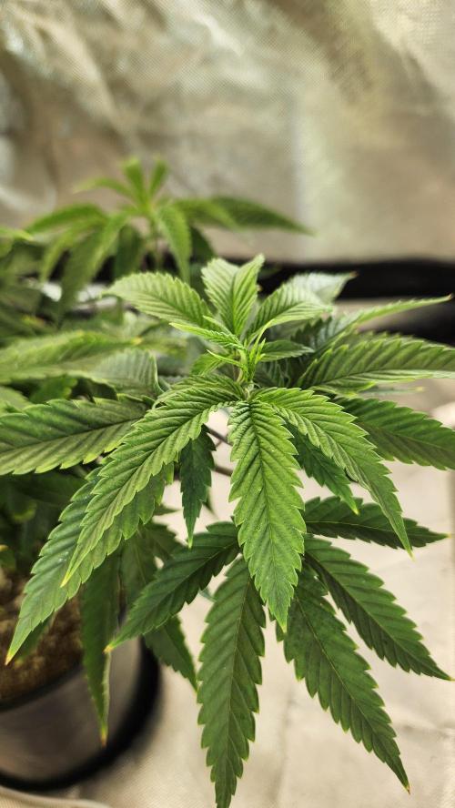 Grapeppy Grape!!. Week 13 - 01/01