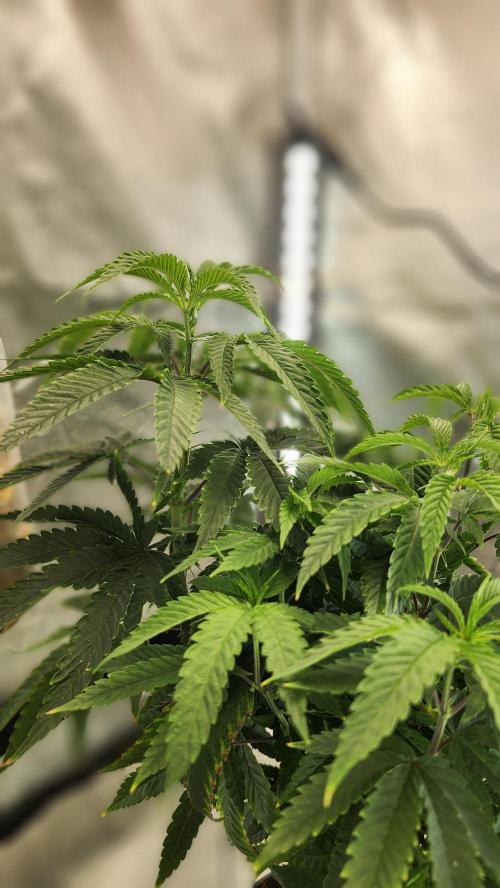 Grapeppy Grape!!. Week 13 - 01/01