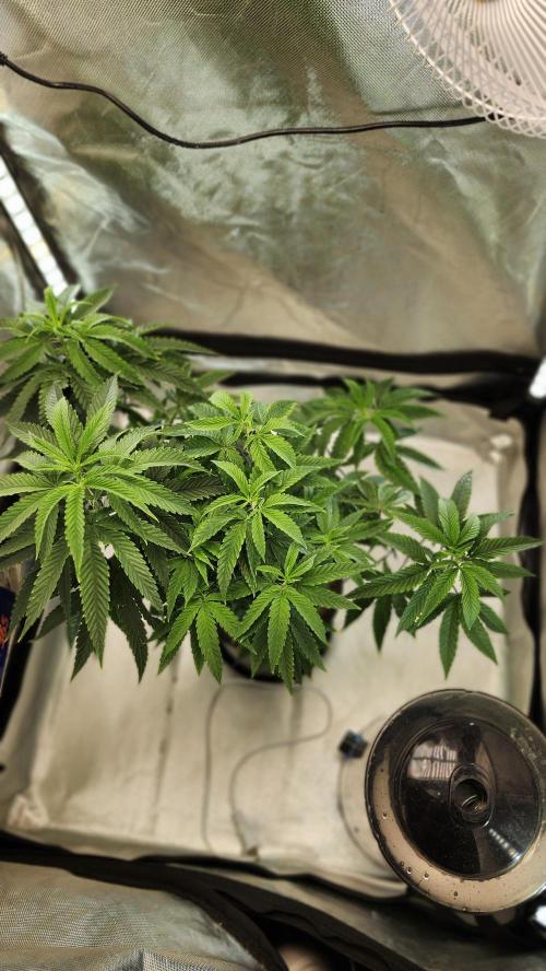 Grapeppy Grape!!. Week 13 - 01/01