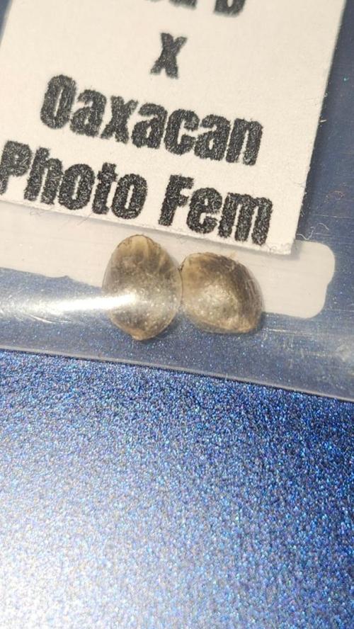 Grow Along (RDO). Week 0 - 01/01