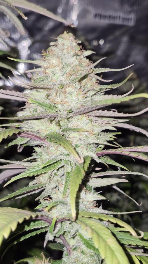 HAZE DRIP!!!. Week 24 - 01/03