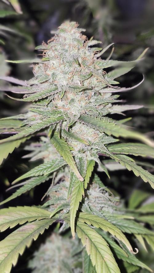 HAZE DRIP!!!. Week 24 - 01/03