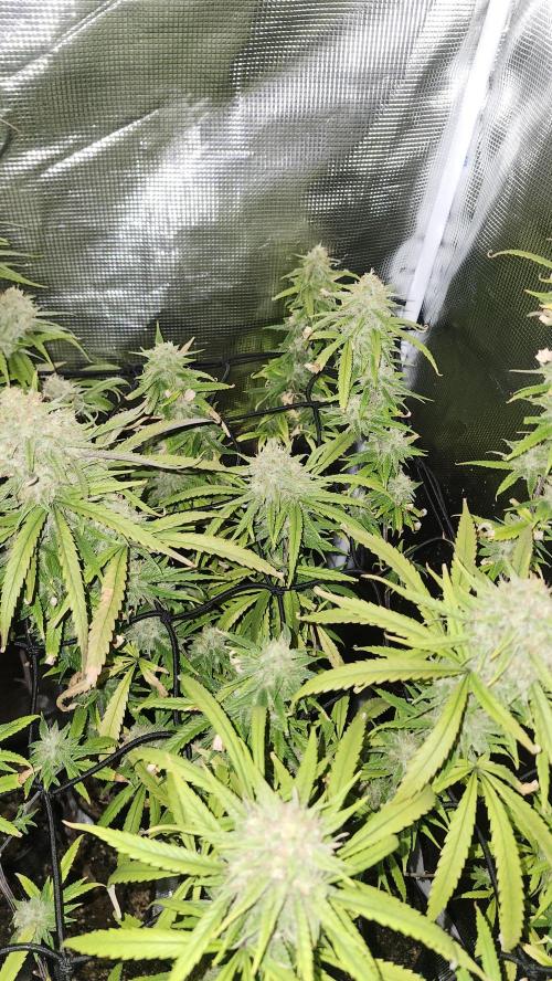 HAZE DRIP!!!. Week 24 - 01/03