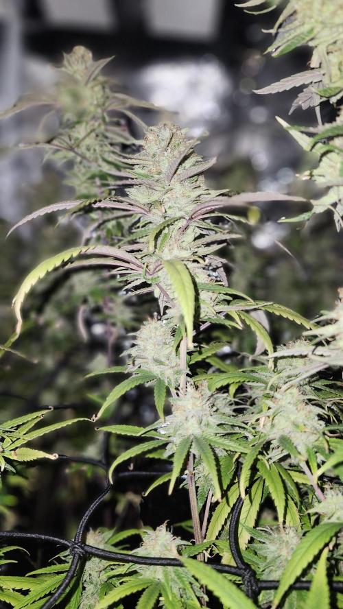 HAZE DRIP!!!. Week 24 - 01/03