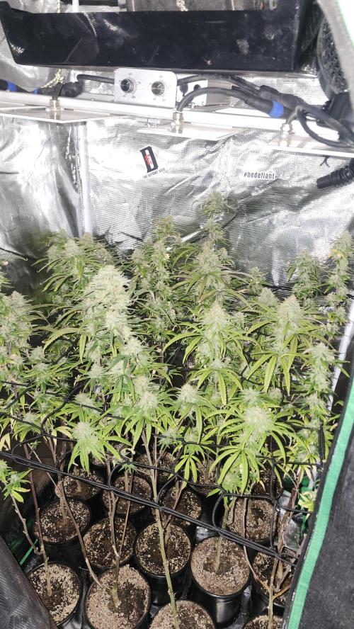 HAZE DRIP!!!. Week 24 - 01/03