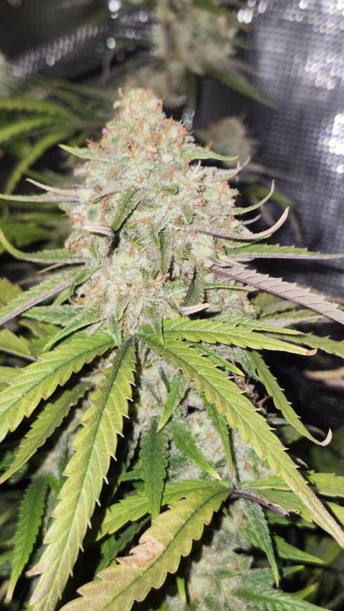 HAZE DRIP!!!. Week 24 - 01/03