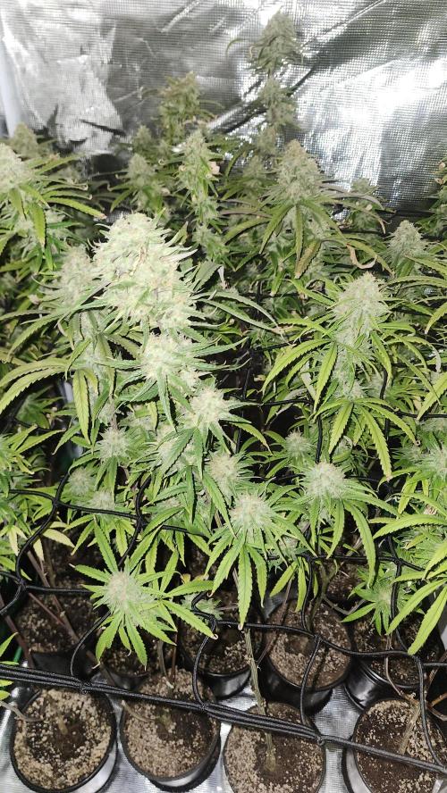 HAZE DRIP!!!. Week 24 - 01/03