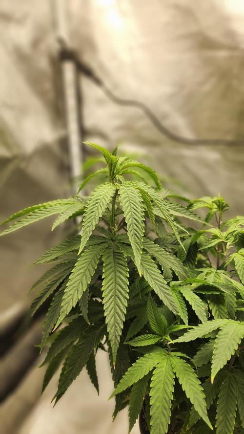 Grapeppy Grape!!. Week 13 - 01.03