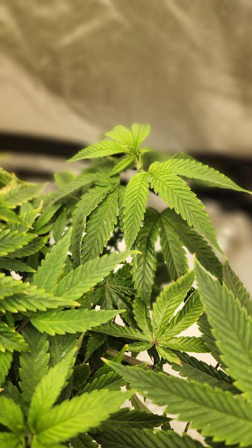 Grapeppy Grape!!. Week 13 - 01.03