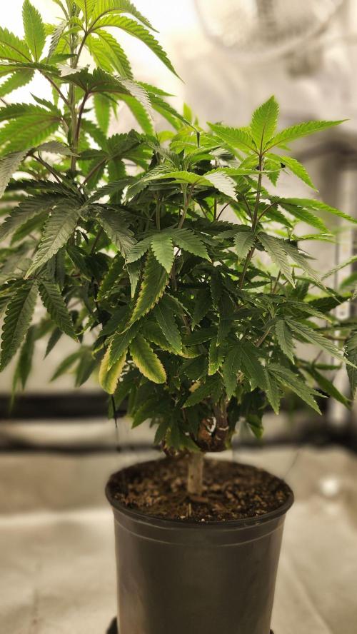 Grapeppy Grape!!. Week 13 - 01.03