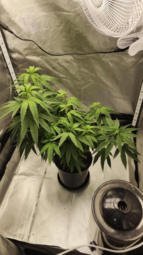 Grapeppy Grape!!. Week 13 - 01.03