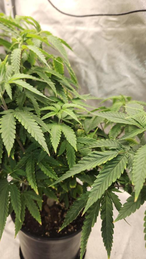 Grapeppy Grape!!. Week 13 - 01.03