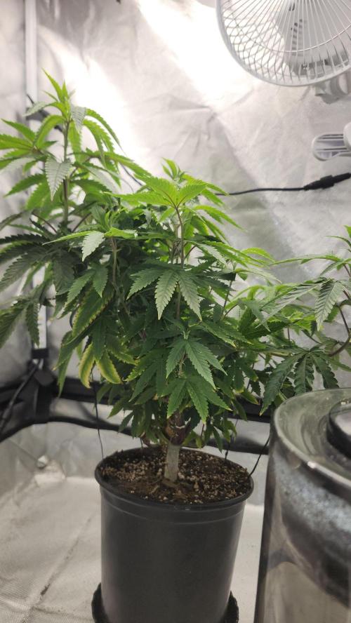 Grapeppy Grape!!. Week 13 - 01.03