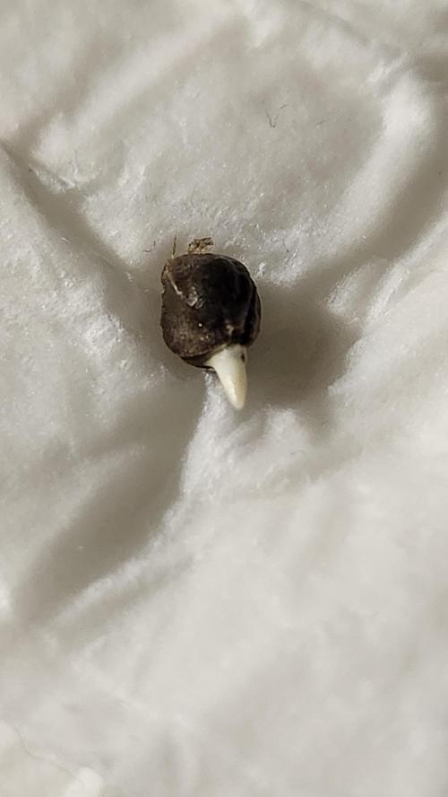 Grow Along (RDO). Week 0 - 01/03