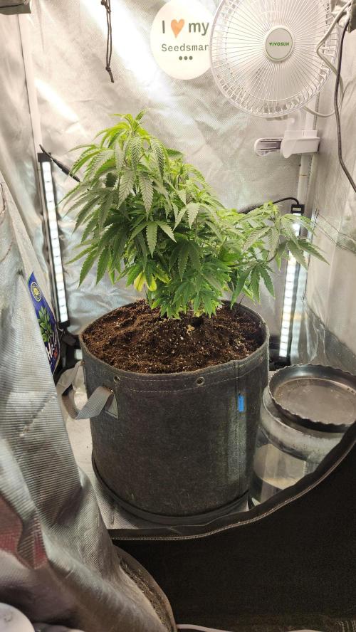 Grapeppy Grape!!. Week 13 - 01/04