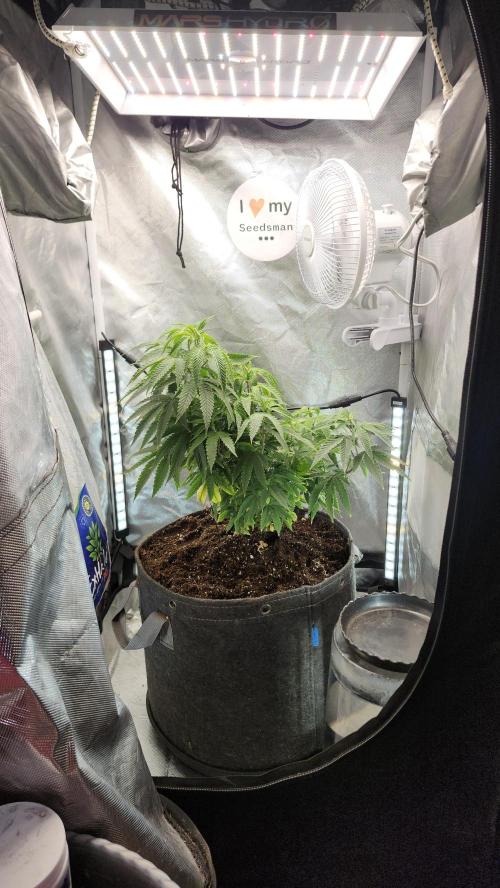 Grapeppy Grape!!. Week 13 - 01/04 