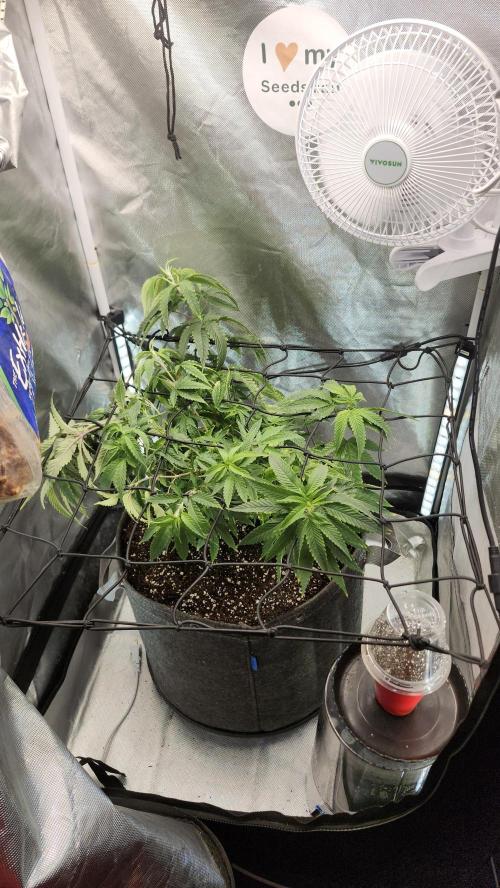 Grapeppy Grape!!. Week 13 - 01/04