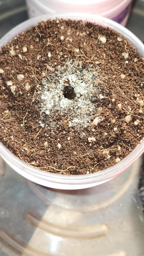 Grow Along (RDO). Week 0 - 01/04