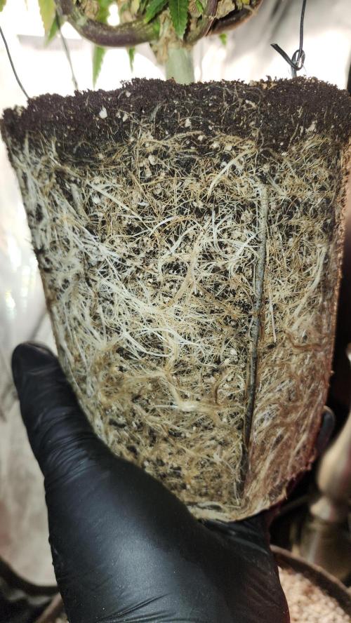 Grapeppy Grape!!. Week 13 - 01/04