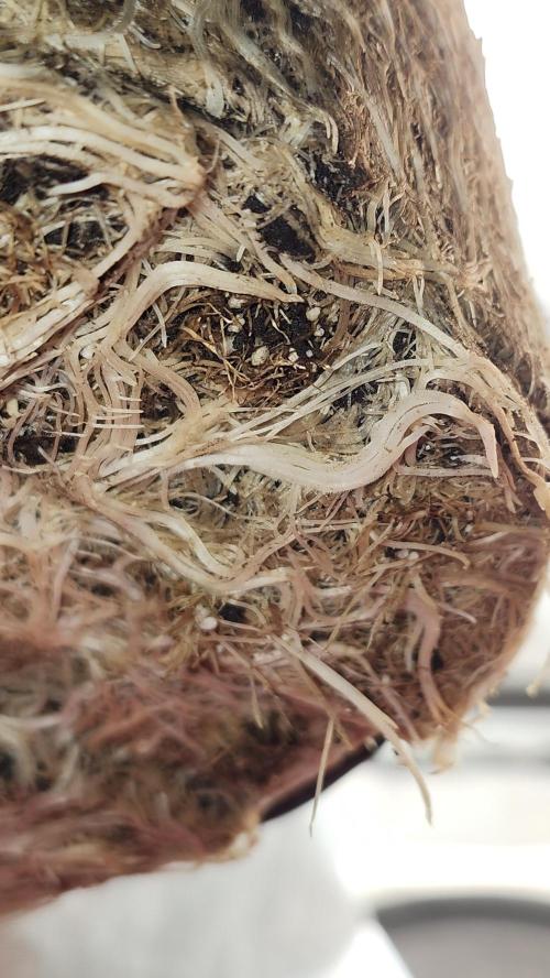 Grapeppy Grape!!. Week 13 - 01/04