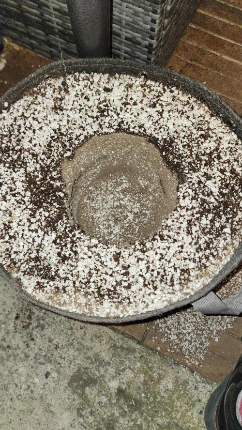 Grapeppy Grape!!. Week 13 - 01/04