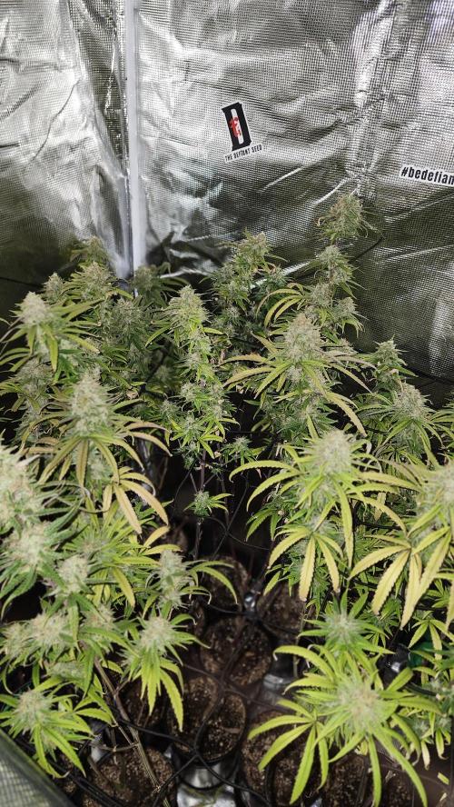 HAZE DRIP!!!. Week 25 - 01/06