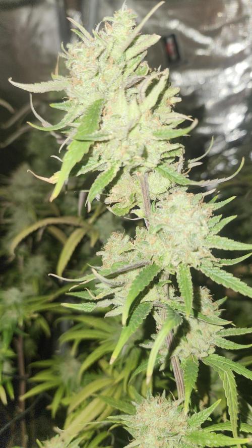 HAZE DRIP!!!. Week 25 - 01/06