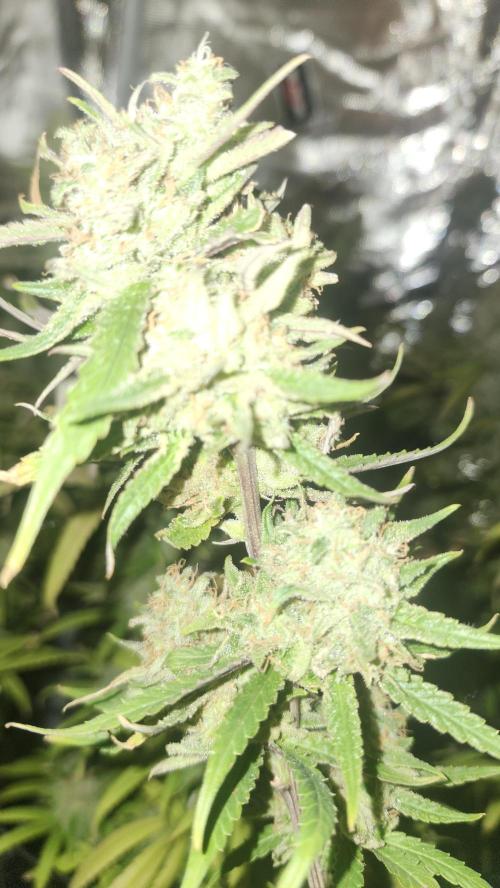 HAZE DRIP!!!. Week 25 - 01/06