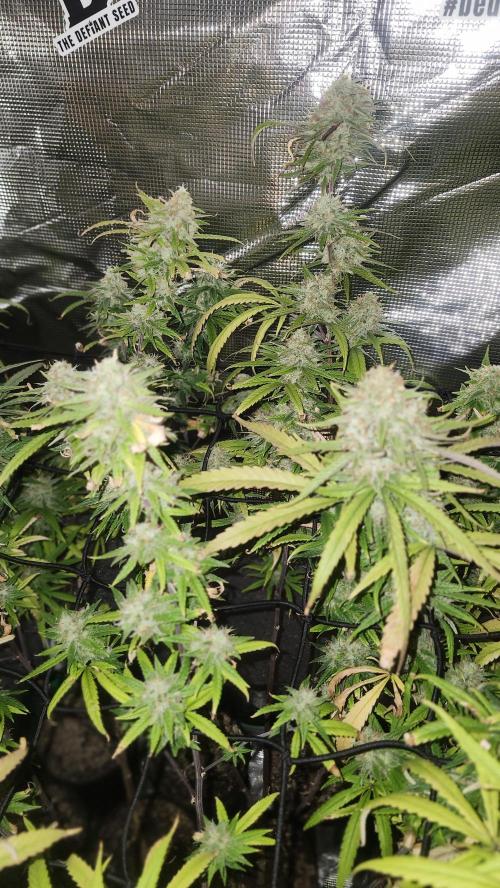 HAZE DRIP!!!. Week 25 - 01/06